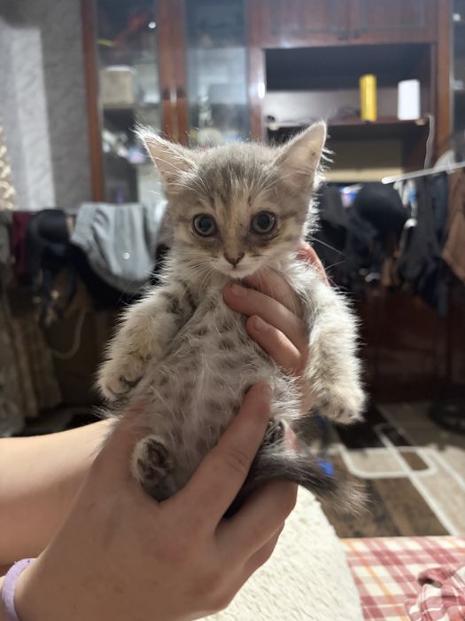 Котенок в добрые руки