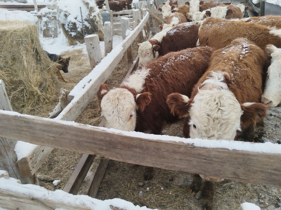 Продам тёлок 9-10месецных