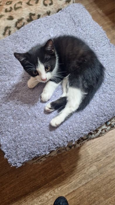 Отдам даром котят