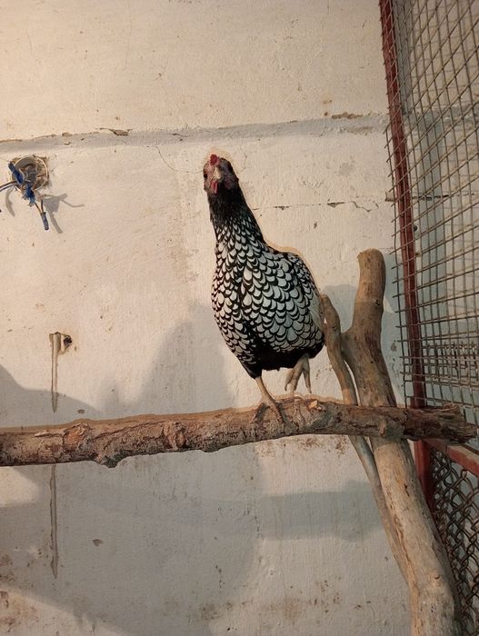 Продам карликовых