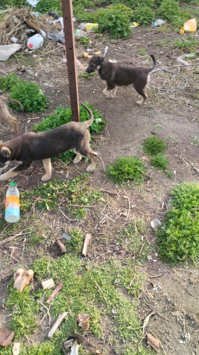 Отдам щенят бесплатно