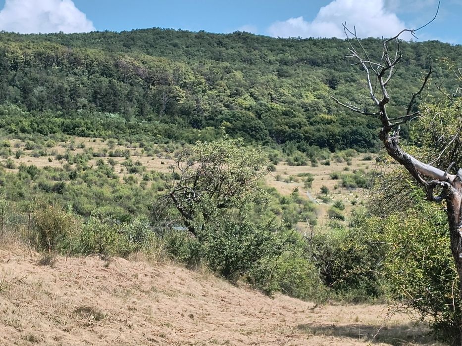 Teren Radaia  Mera Cluj Baciu 8000mp Intravilan
