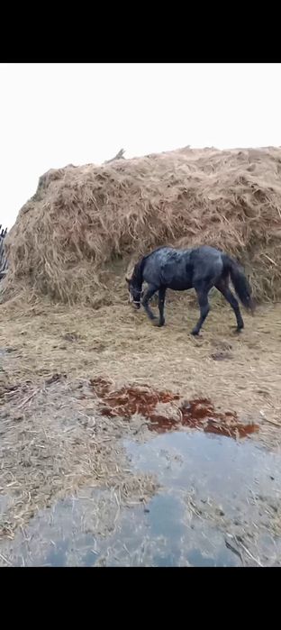 Продам жеребца цена 900