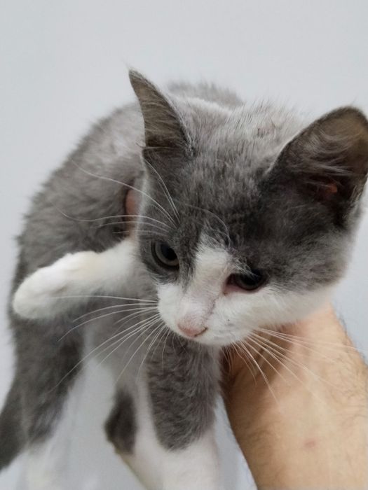 Котята одам в добрые руки