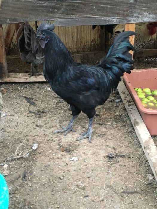 Аям Кемани (Ayam Cemani) петли