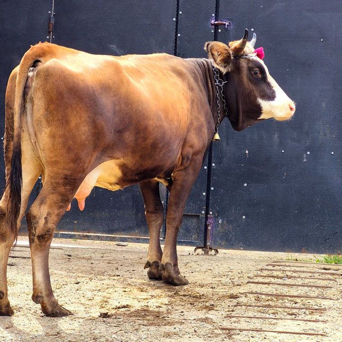 Vand vaca tânără vine cu all 2 vițel acum 2 3 săptămâni trebuie să fete