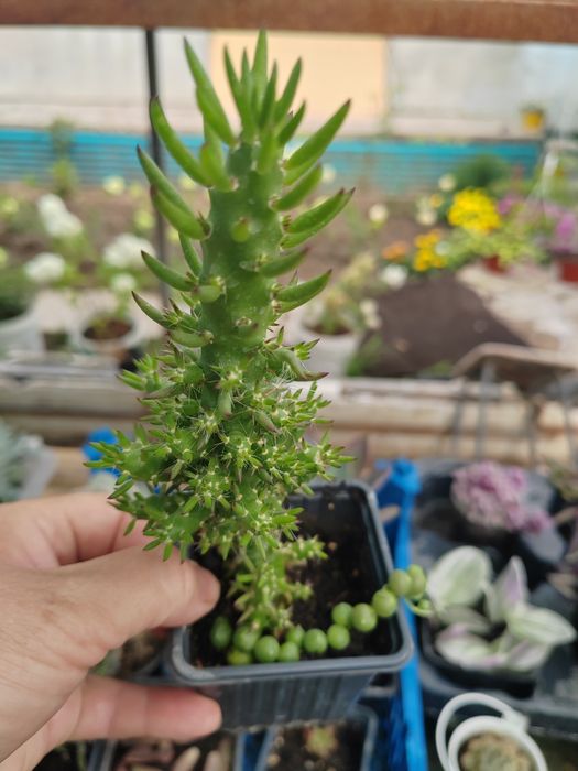 Комнатные растения