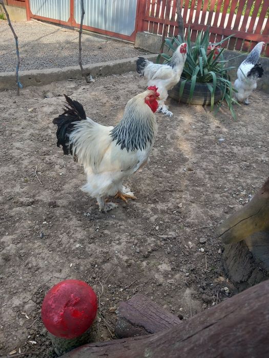 Cocosi brahma herminat
