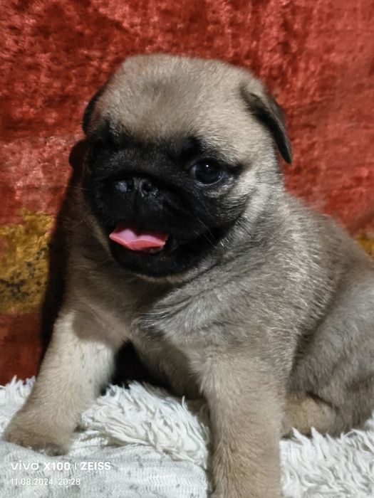 Продам щенков Мопса.