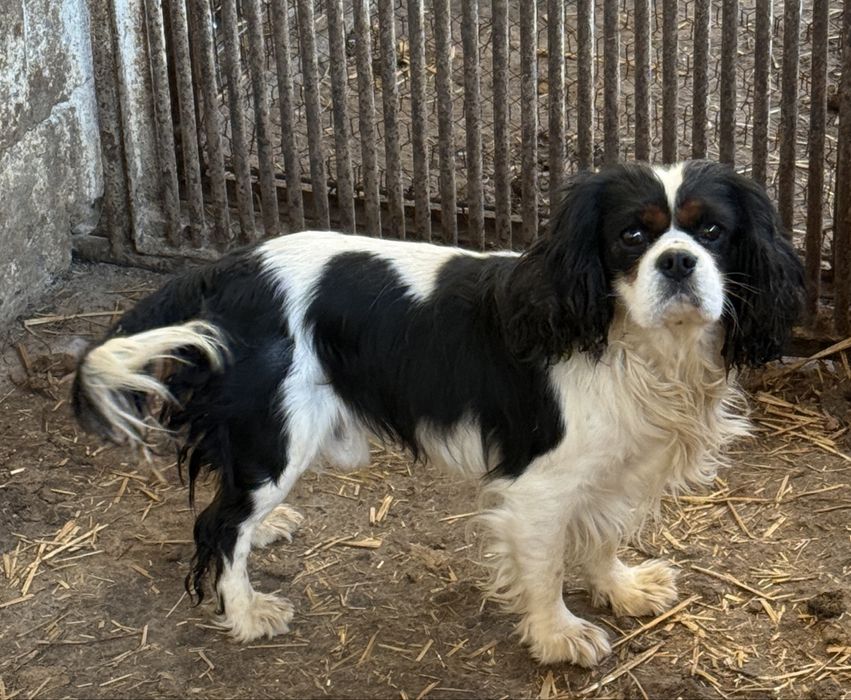 Cavalier King Charles