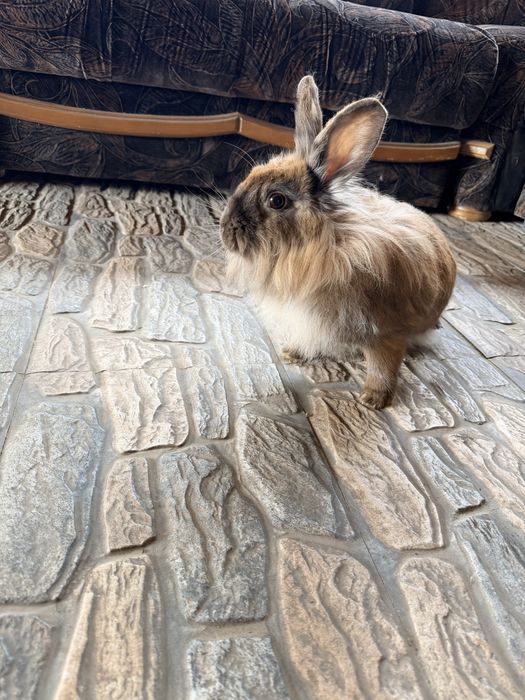 Iepuri femele mature (10 luni-1,5 ani)