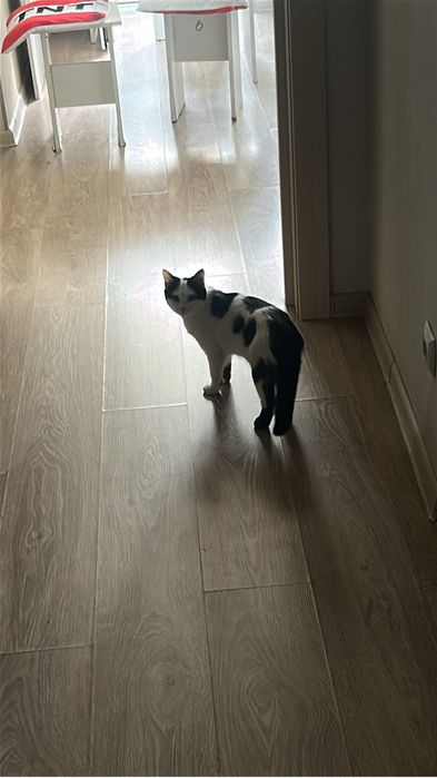 Отдам кошек в добрые руки