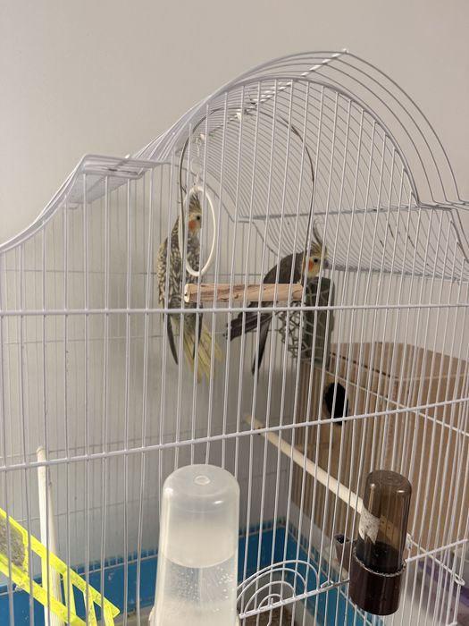 Vand Papagali, pereche nimfe