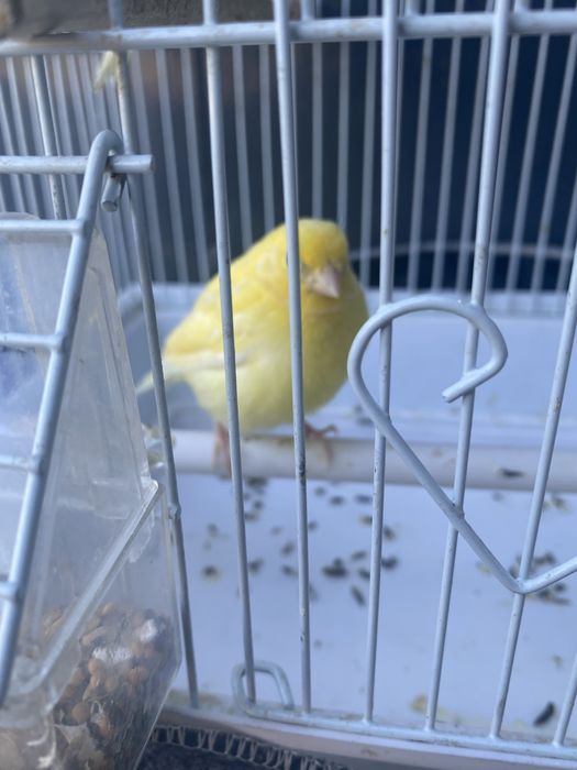 Продам канареек