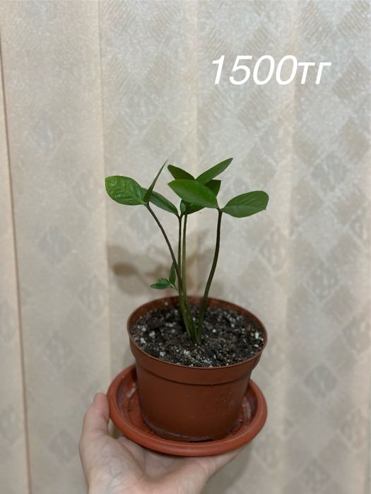 Үйде өсіріліп жатқан гүлдер сатылады