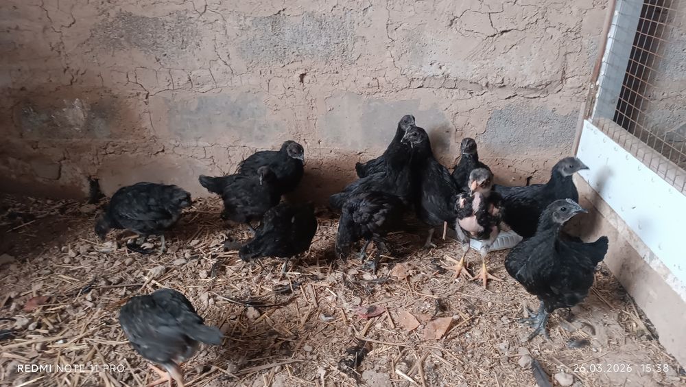 Ухаюл Жужалари 11 Дона 55 кунлик