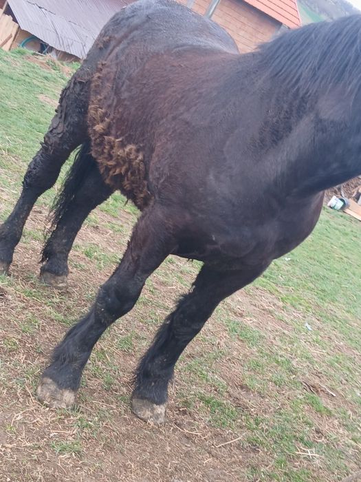 De vânzare manza Negra