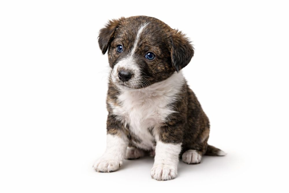 Щенки русского спаниэля