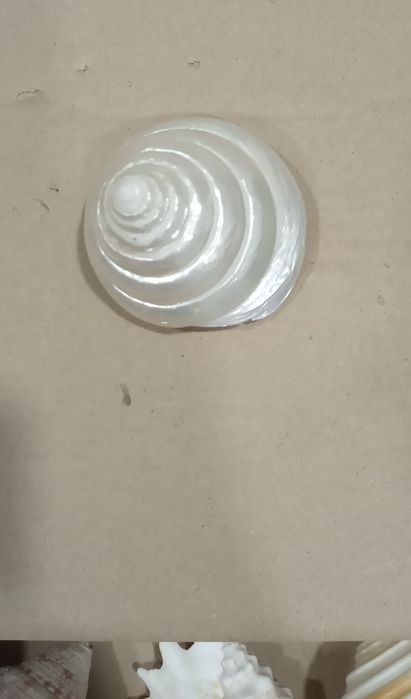 Ракушки для аквариума