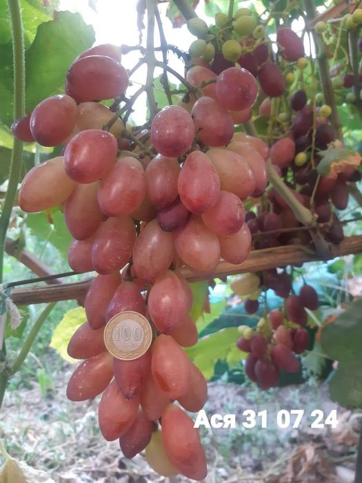 Жүзім кошет виноград