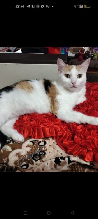 Милая кошечка ищет дом