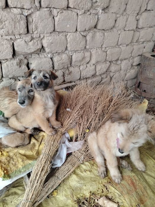 Kafolat beraman yaxshi uy xayvoni