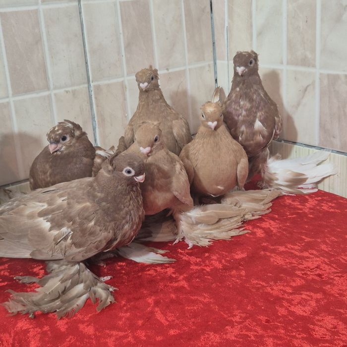 Голуби ...    .    .