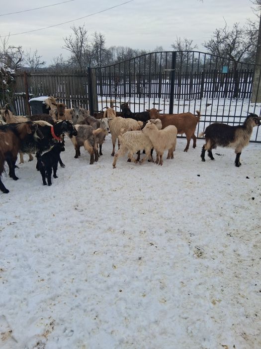 Vînd 16 capre si un tap