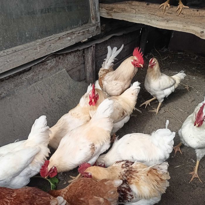Продам петухов Браун Ник