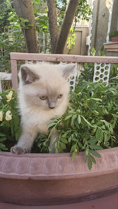 Котята скотиш страйт