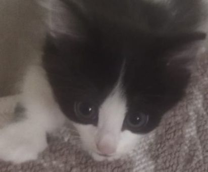 Котенок Малыш в добрые ручки