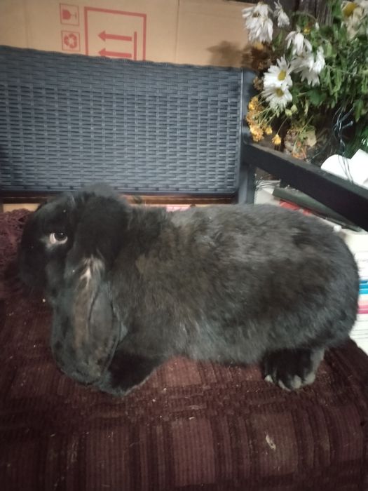 Iepuri berbec german