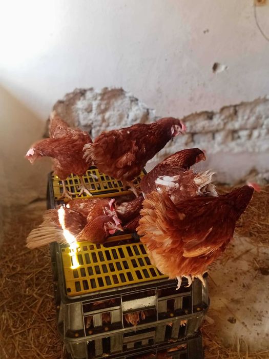 Внимание кокошки носачки гр. Пазарджик Запад • OLX.bg