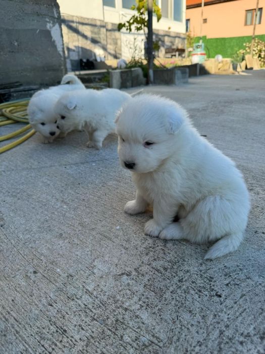 Седем кучета Самоед