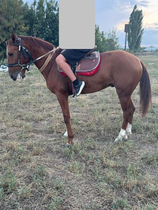 Продам жеребца 3 года