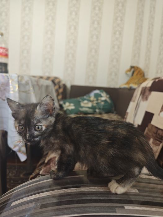 Кошечка в хорошие руки