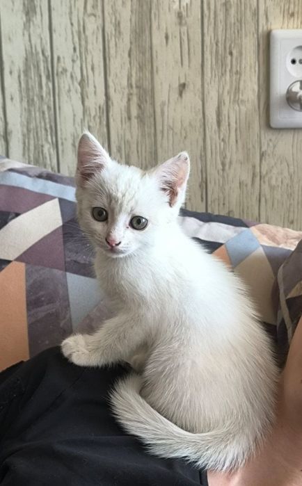 Отдам котёнка в добрые руки