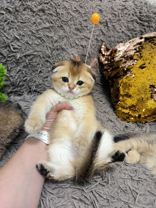 Котята от правильной вязки