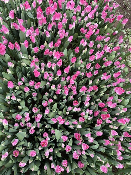 Тюльпаны Оптом.