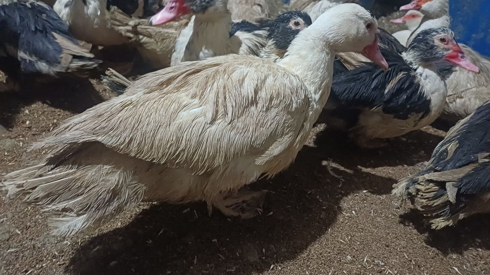 Продам индоуток селезней