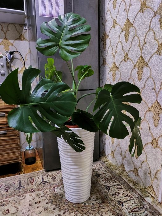 Комнатные растения. Доставка