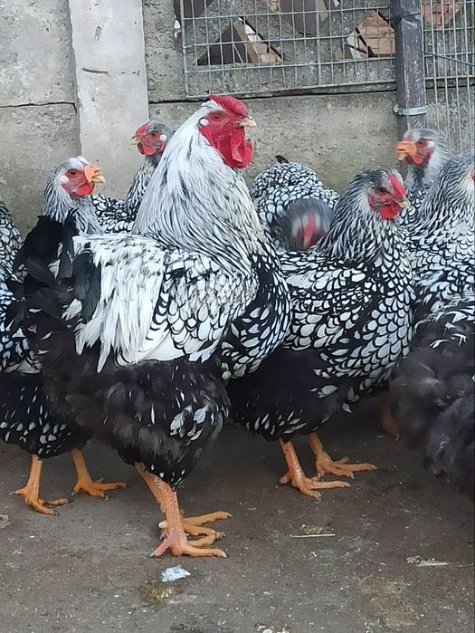 Pui și oua incubat Wiandotte GSG și Argintiu