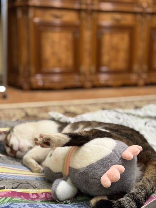 В добрые руки, стерилизована