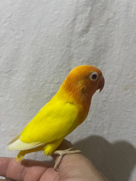 Ruchnoy popugay sotiladi