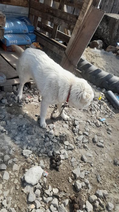 Donez cățeaua 1 an