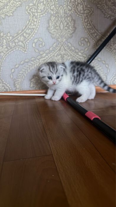 Шотланский веслоухий