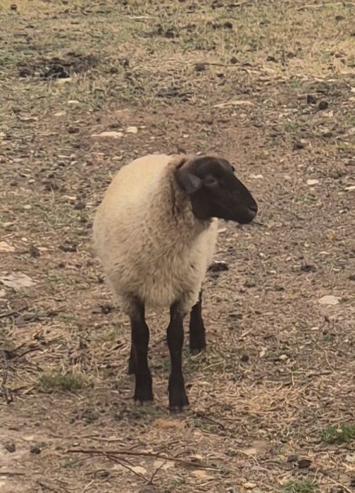 Berbec hibrid  suffolk
