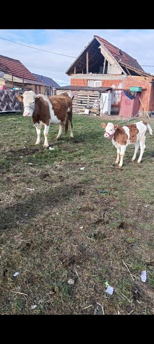 Vacă de vânzare cu vițea gestanta de o luna