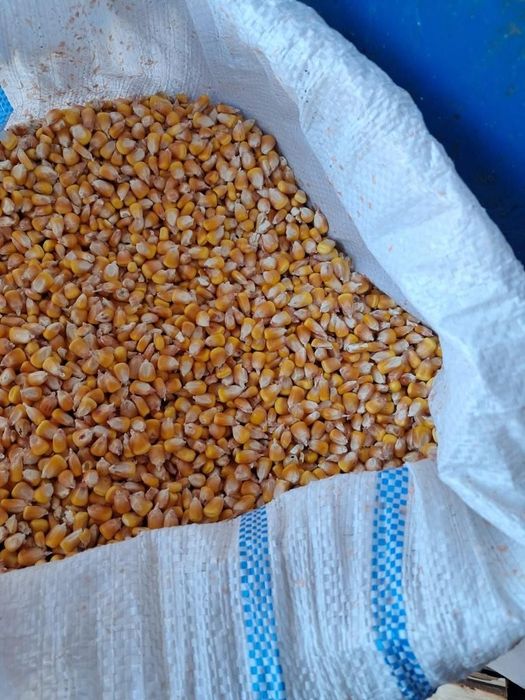 Vând porumb uscat