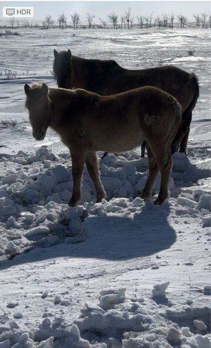 Мұғалжар МЗ жылқысы